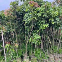 荔枝果苗1-15分，大量低价出售