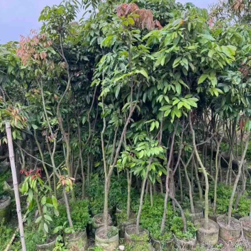 荔枝果苗1-15分，大量低价出售