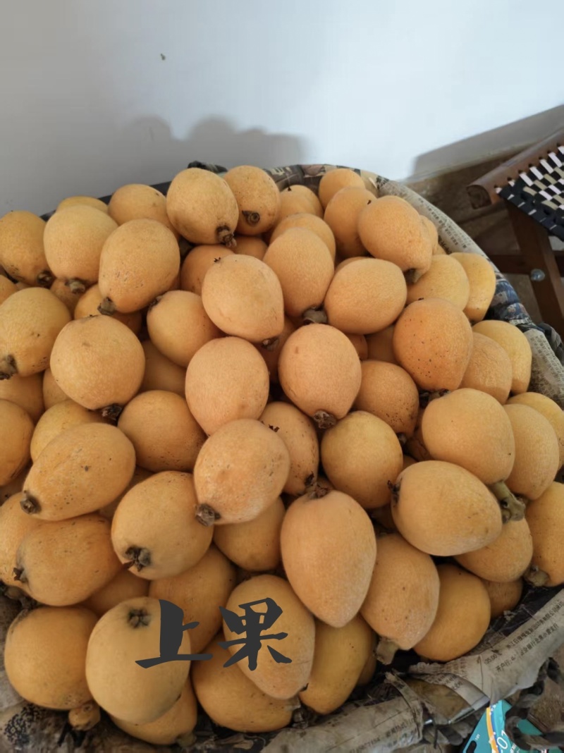 莆田早钟枇杷