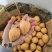 莆田早钟枇杷
