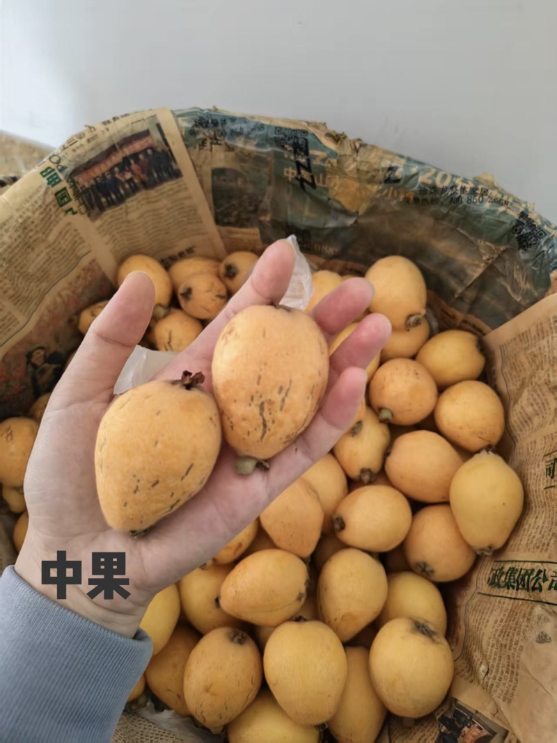 莆田早钟枇杷