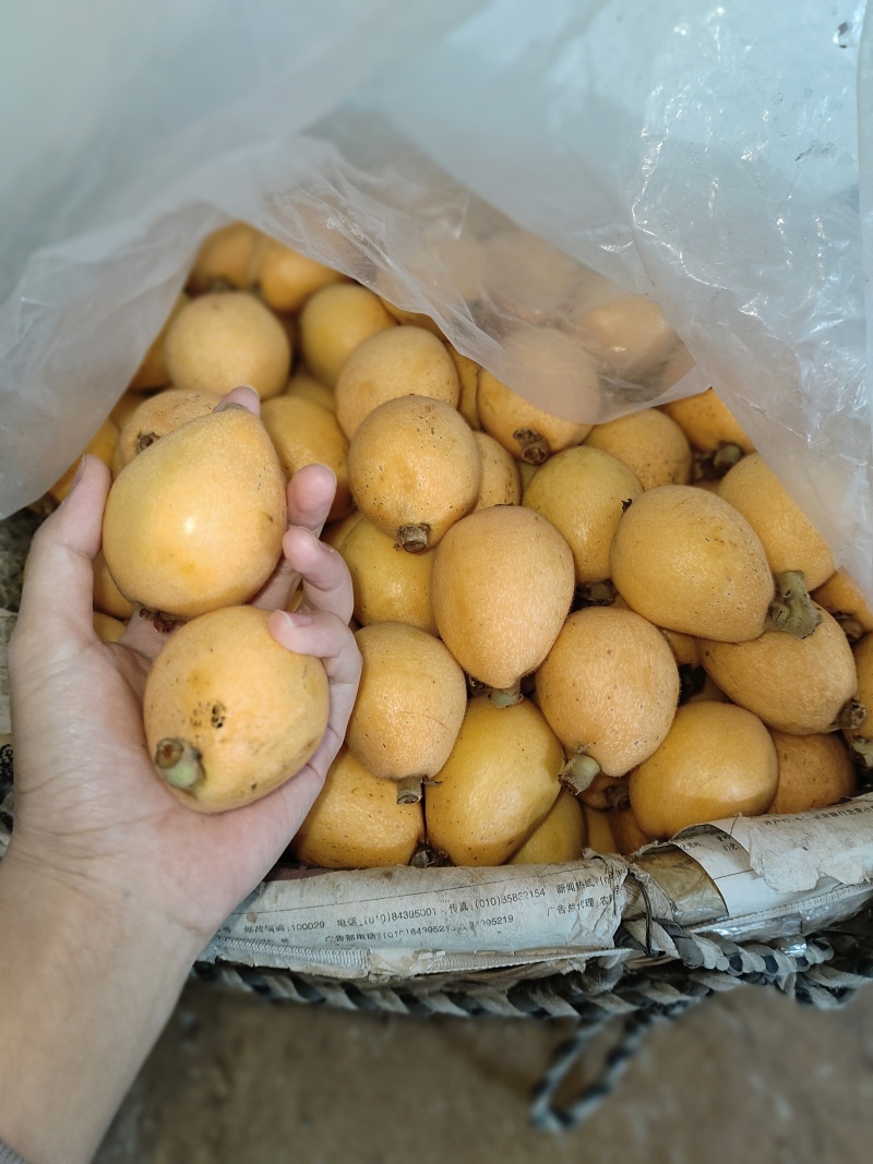莆田早钟枇杷