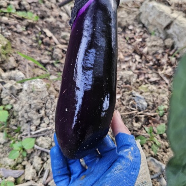 新树茄