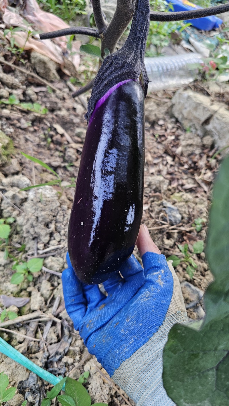 新树茄