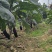 新树茄