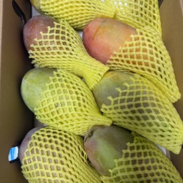 广西百色芒果
