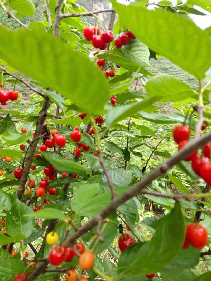 樱桃，来自世界**旅游区，我自己种的