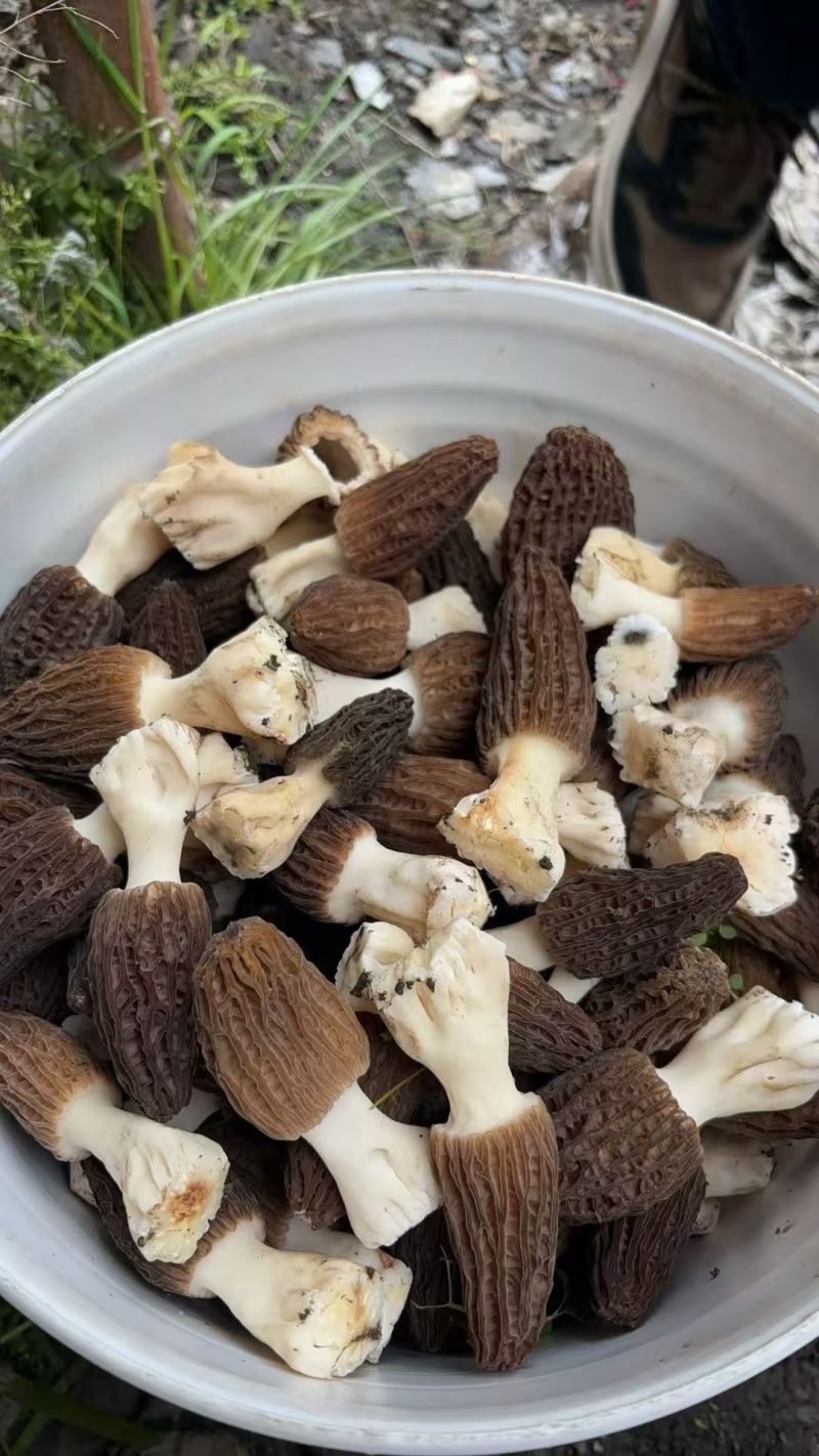 阿坝州高原羊肚菌