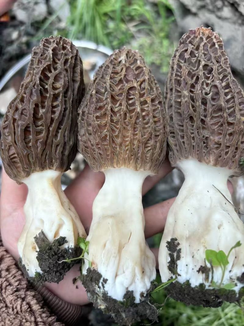 阿坝州高原羊肚菌