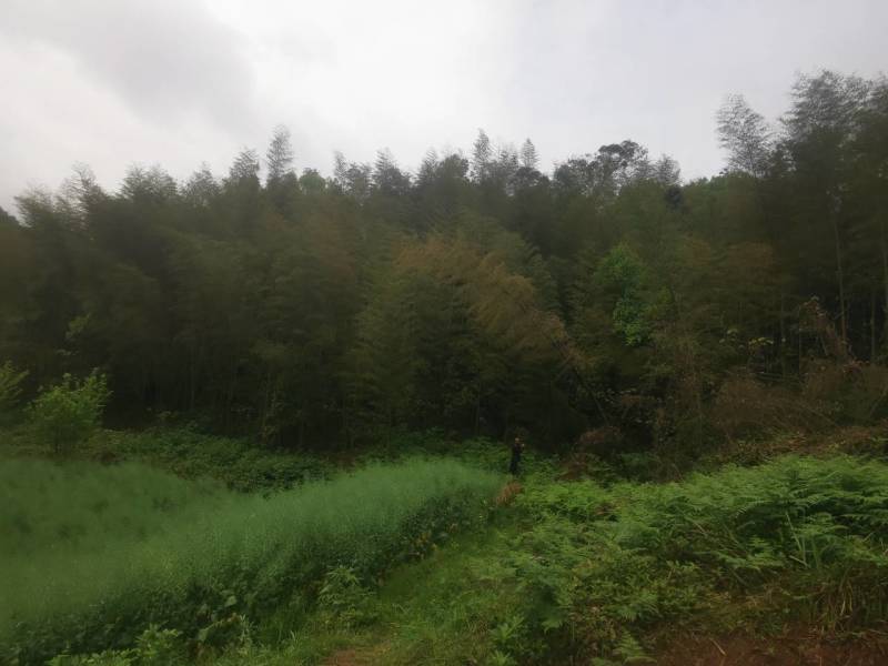 成年楠竹