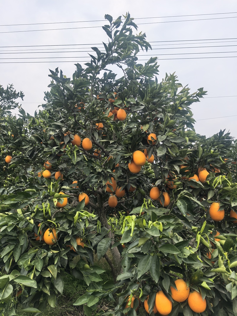 奉节果农奉节脐橙