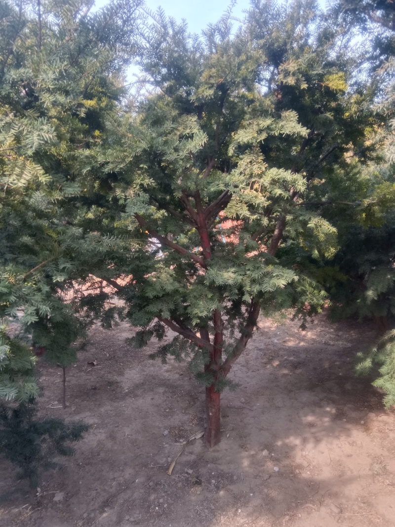 红豆杉成树