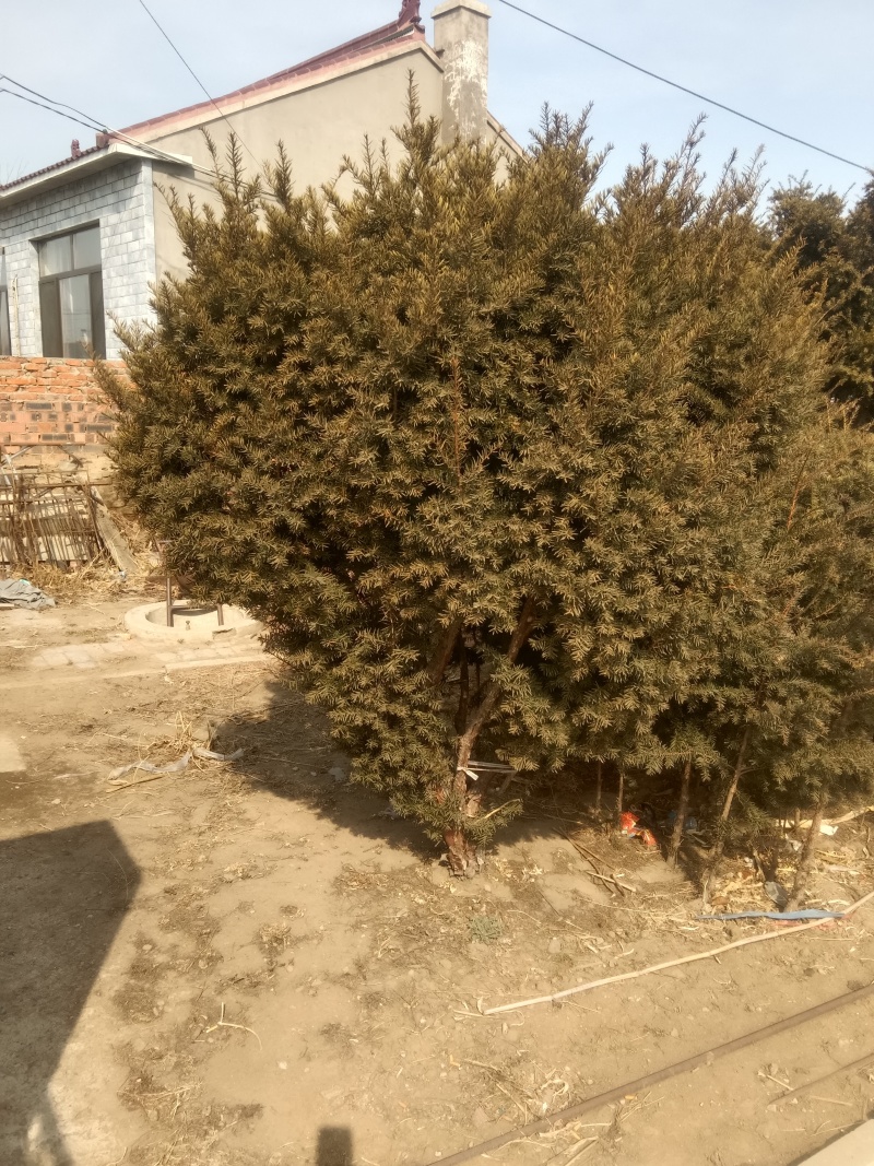 红豆杉成树