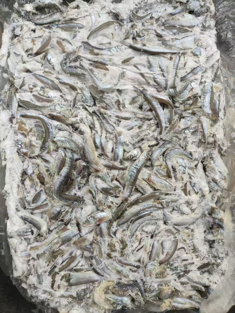 残母体多春鱼2吨