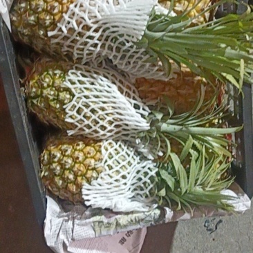 广东菠萝
