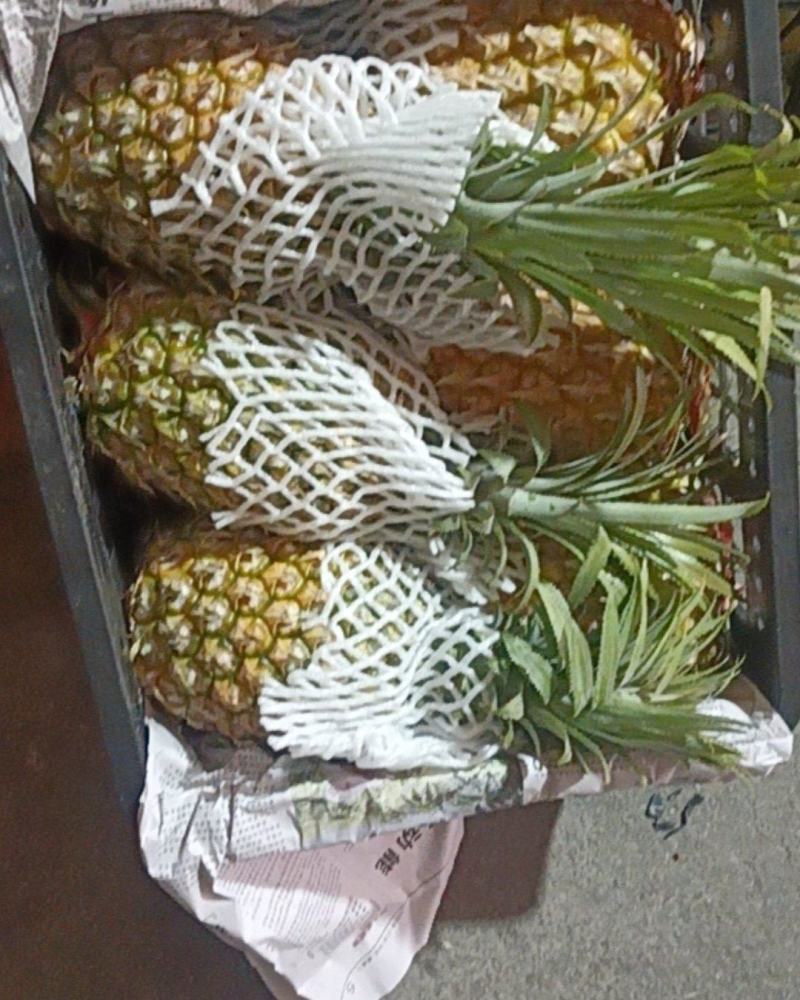 广东菠萝