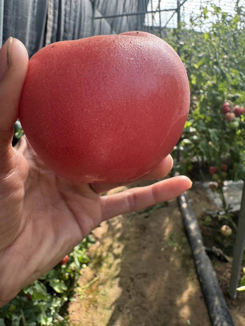 菏泽定陶网点：产地直采，品质保障，让采购更安心核心优势：源头