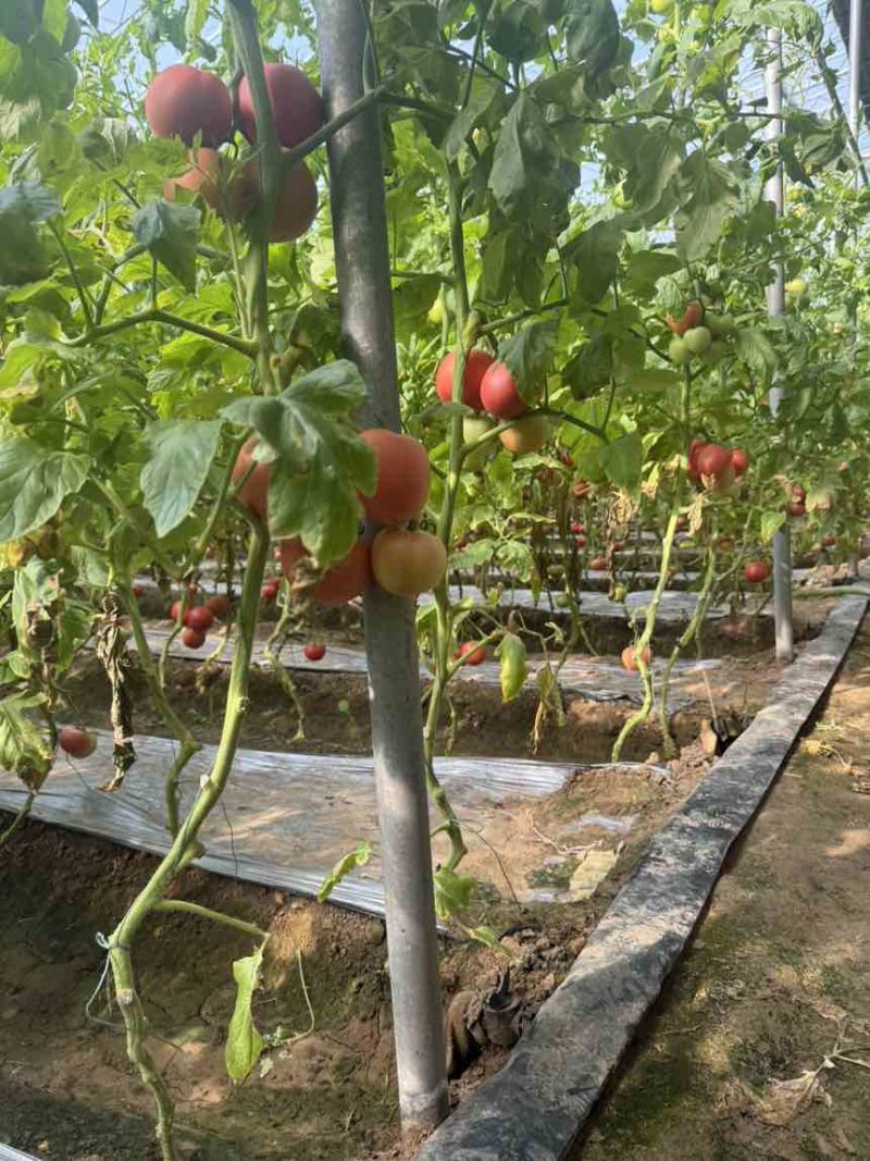 菏泽定陶网点：产地直采，品质保障，让采购更安心核心优势：源头