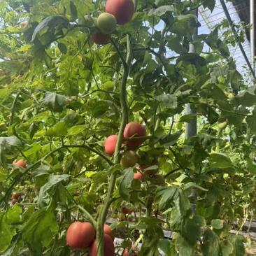 菏泽定陶网点：产地直采，品质保障，让采购更安心核心优势：源头