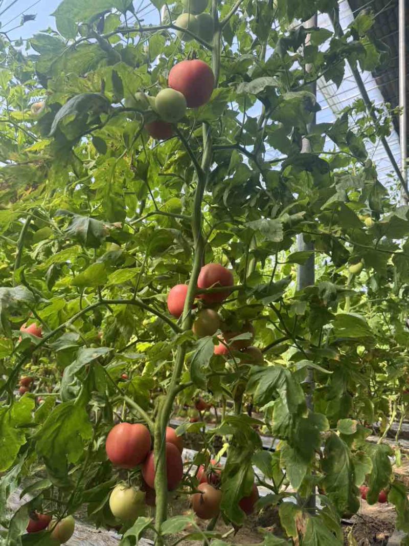 菏泽定陶网点：产地直采，品质保障，让采购更安心核心优势：源头