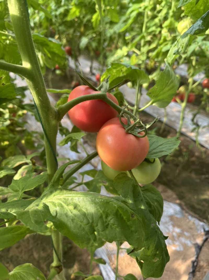 菏泽定陶网点：产地直采，品质保障，让采购更安心核心优势：源头