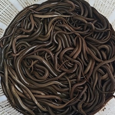黄善
