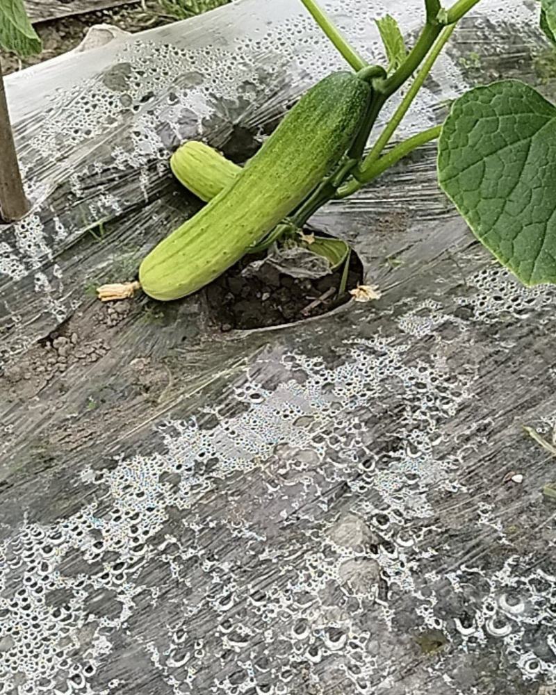 燕白黄瓜