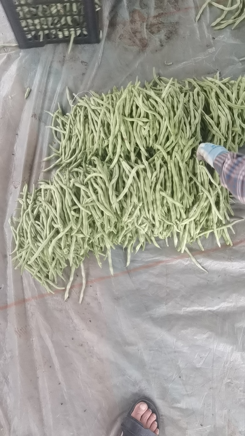 白云豆白条豆角