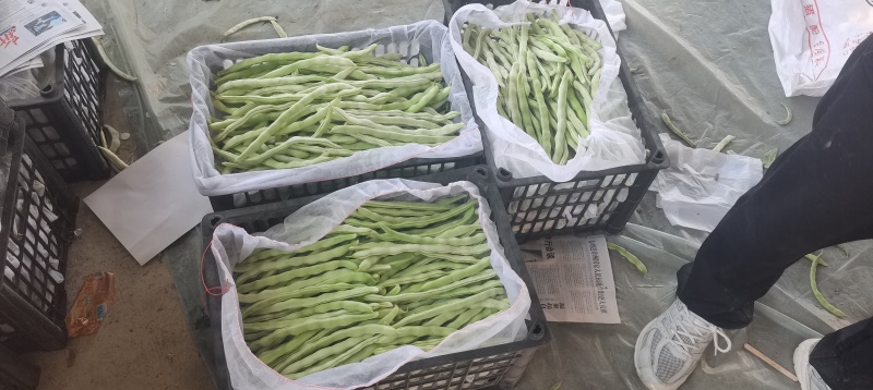 白云豆白条豆角