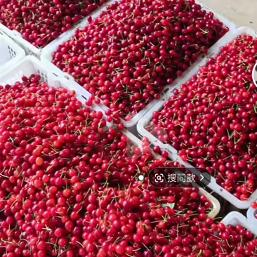 玛瑙红樱桃🍒