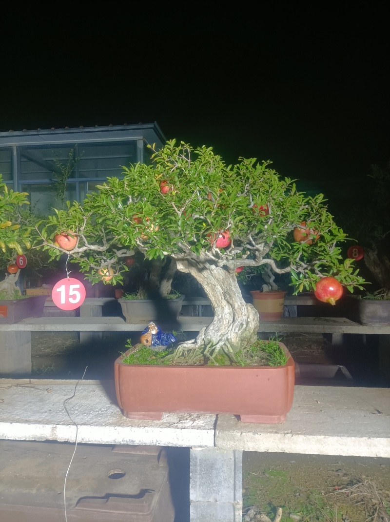 精品大红袍石榴老桩盆景