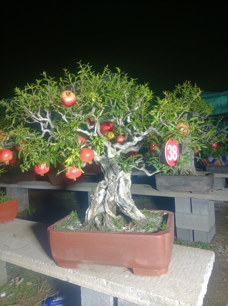 精品大红袍石榴老桩盆景