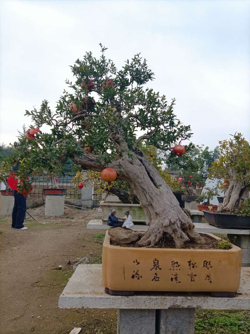 精品大红袍石榴老桩盆景
