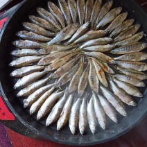 金寨竹根河小河鱼。
