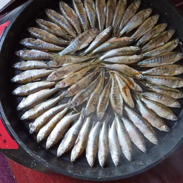 金寨竹根河小河鱼。
