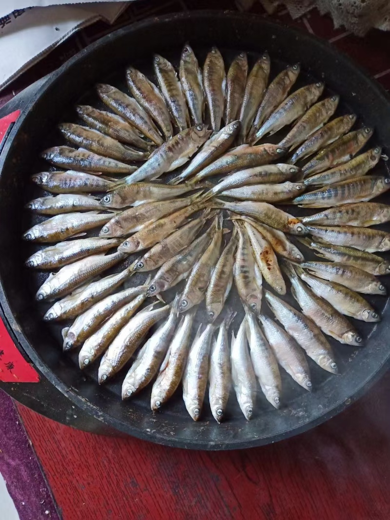 金寨竹根河小河鱼。