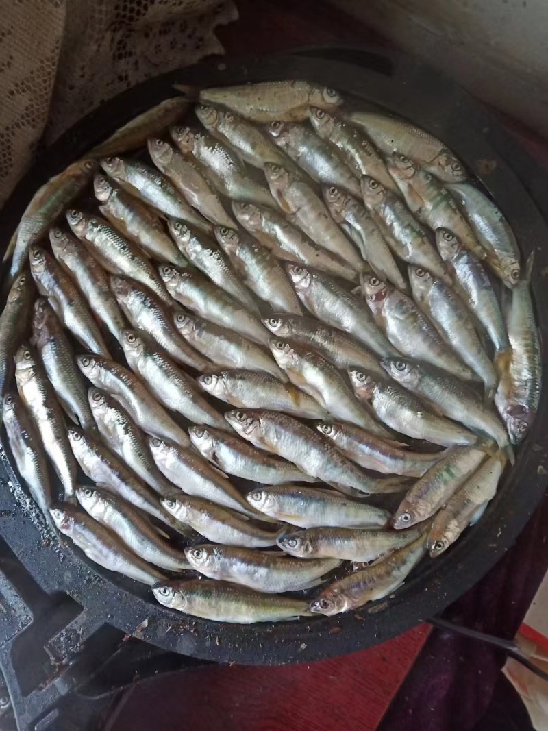 金寨竹根河小河鱼。