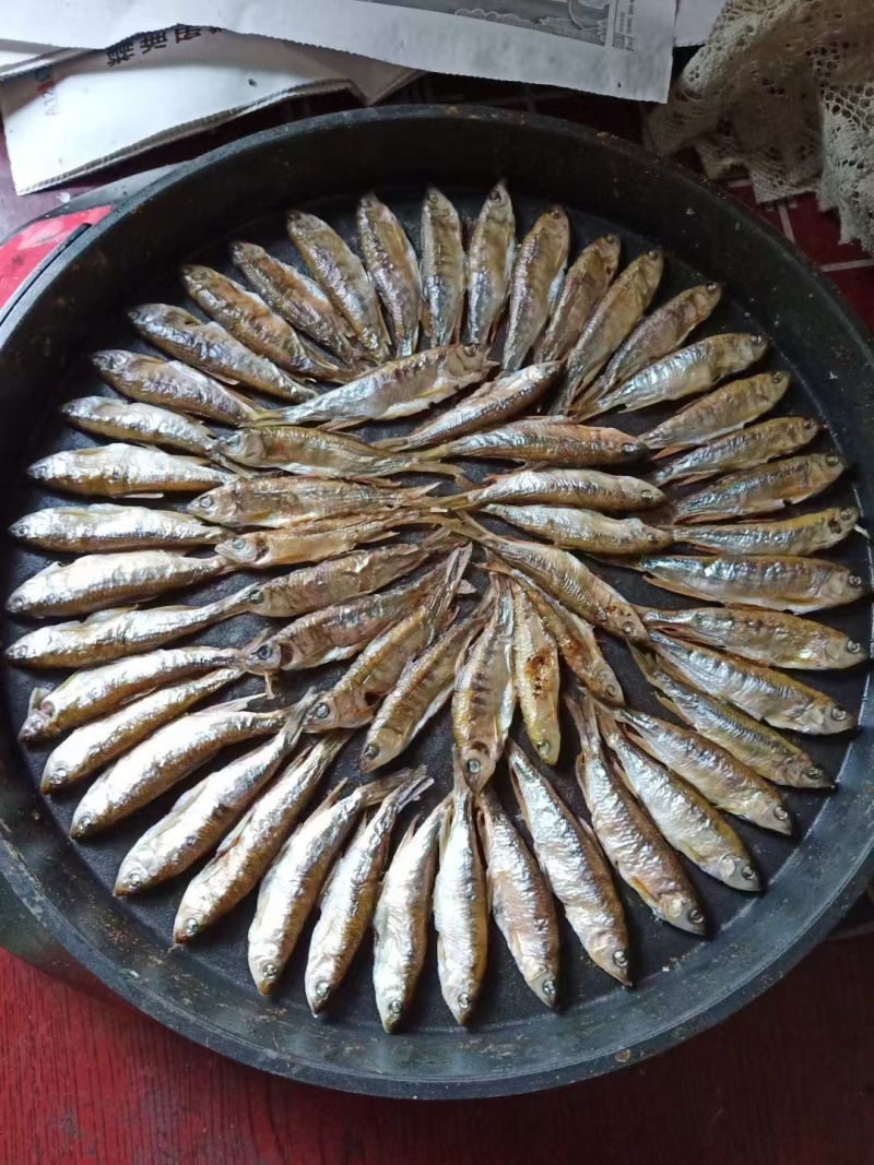 金寨竹根河小河鱼。
