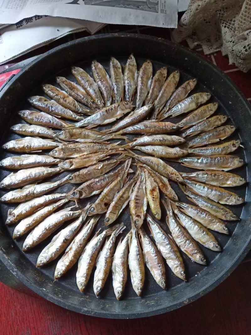 金寨竹根河小河鱼。