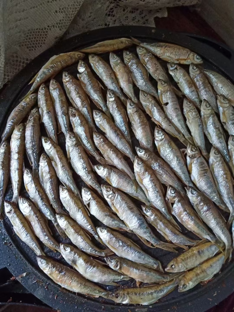 金寨竹根河小河鱼。