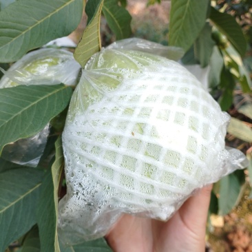 南北水果芭乐珍珠番石榴