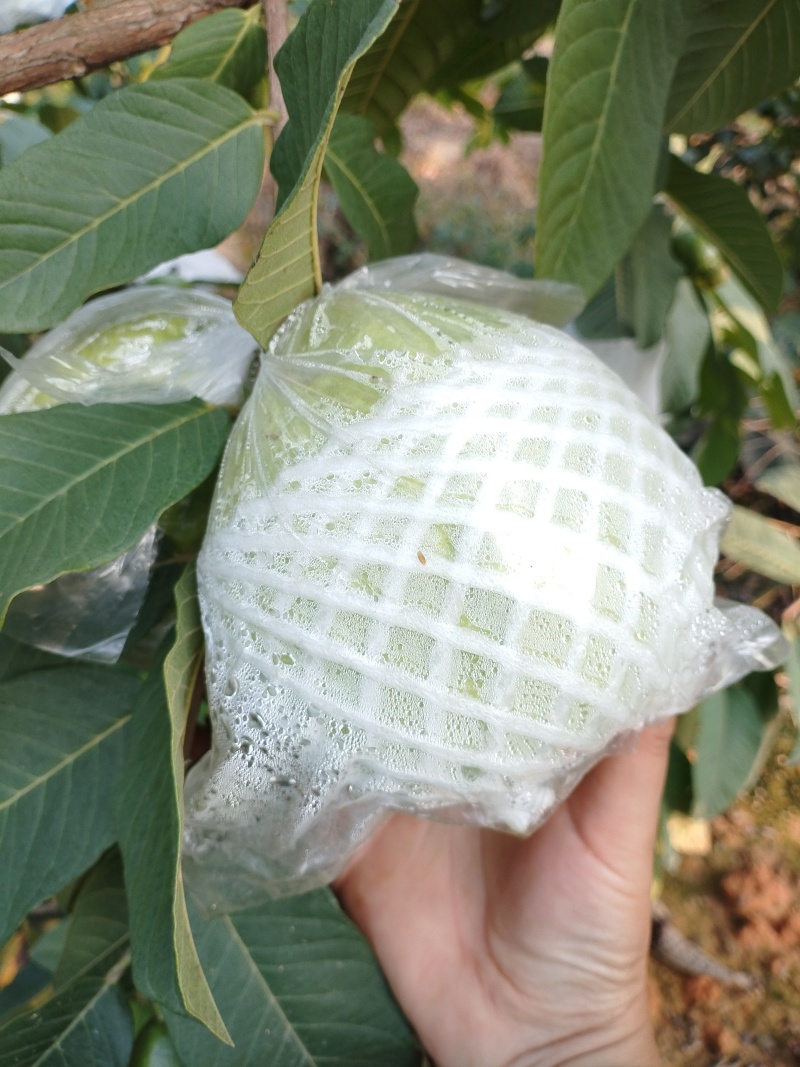 南北水果芭乐珍珠番石榴
