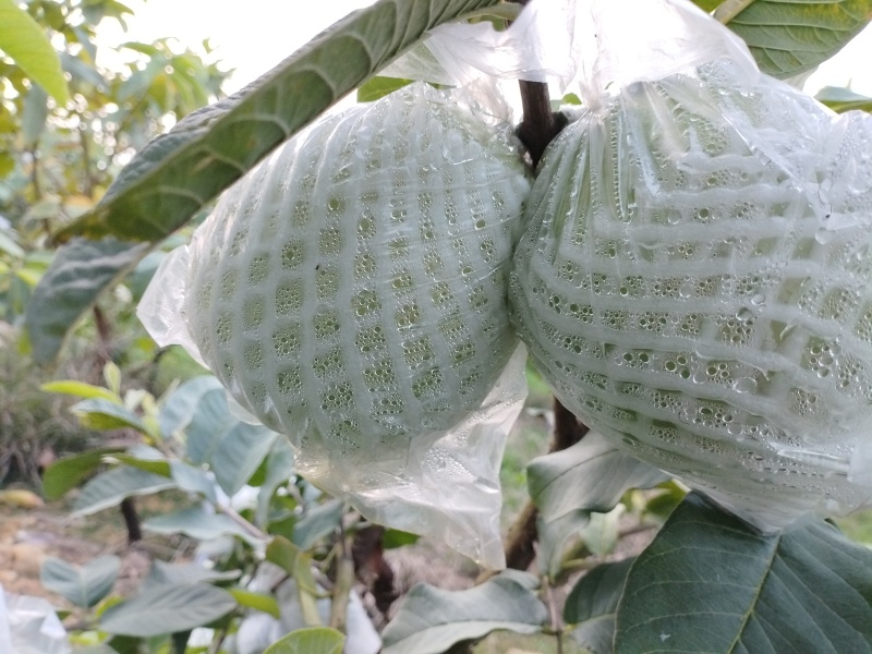 南北水果芭乐珍珠番石榴