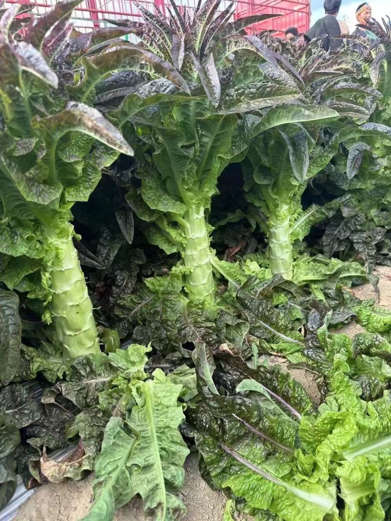 青笋