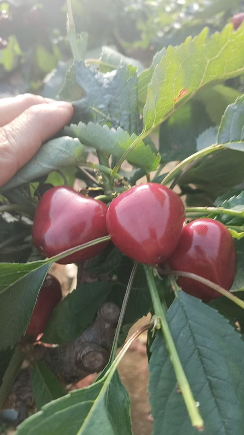 大连美早大樱桃