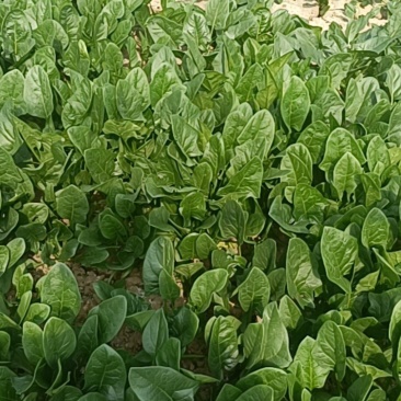 菠菜