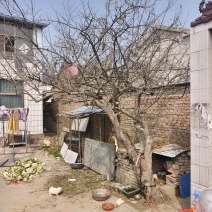 石榴树老树，大石榴树，造型好看，树干80cm