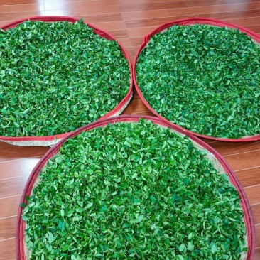 柏塘山茶