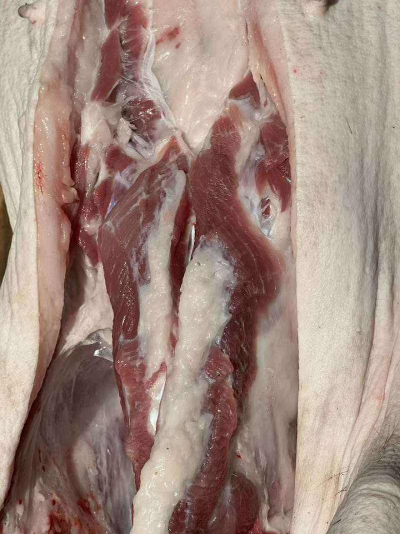 跑山土黑猪