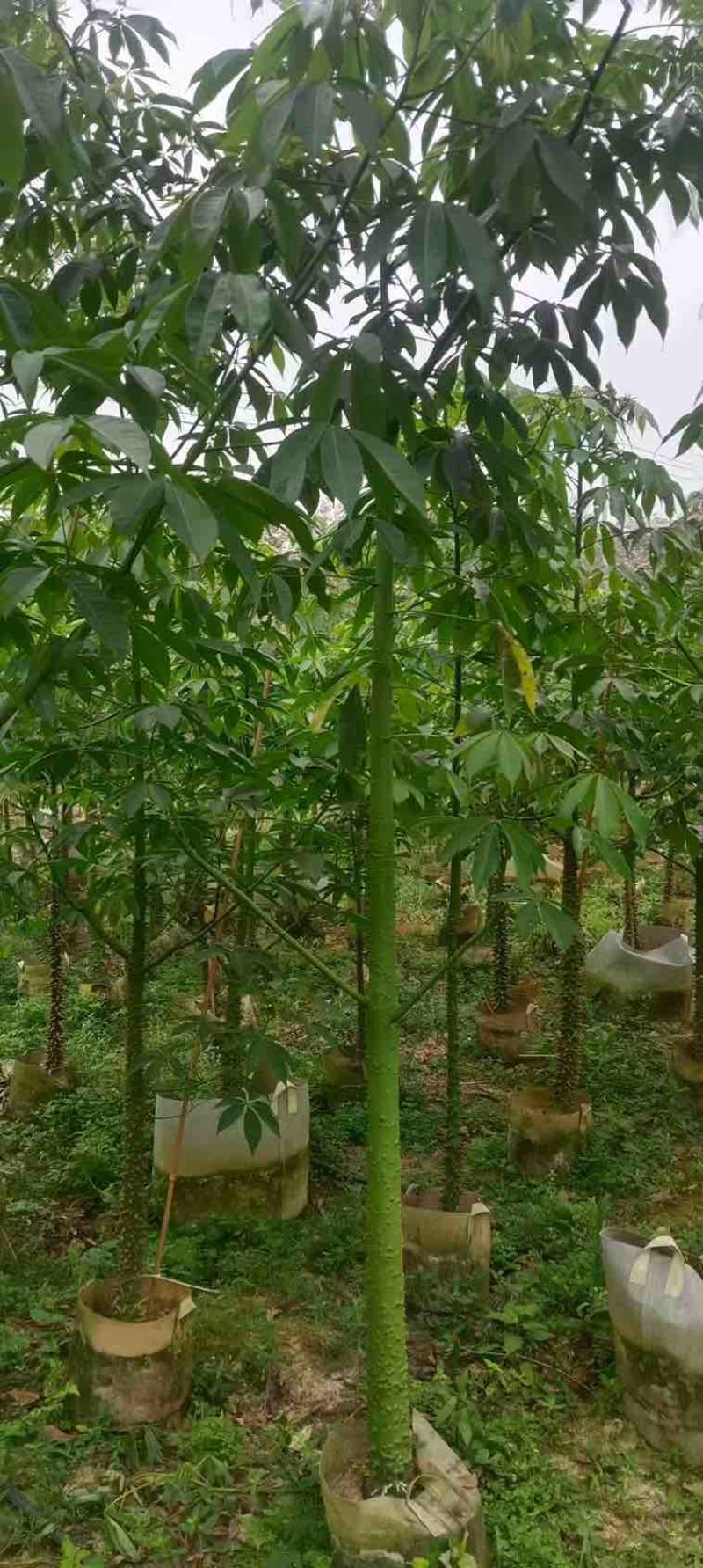 美丽木棉2-8分，各种规格，大量低价出售